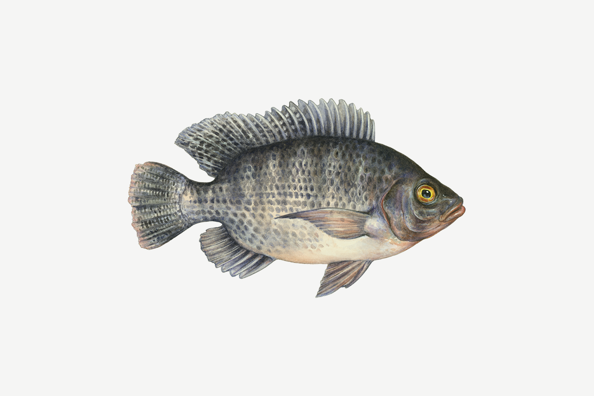 Tilapia illustration