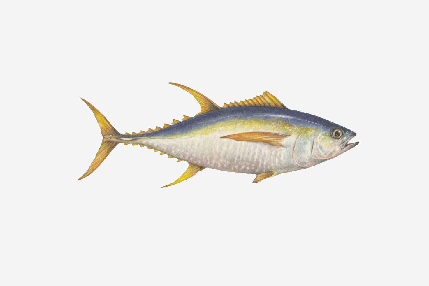 Yellowfin tuna illustration