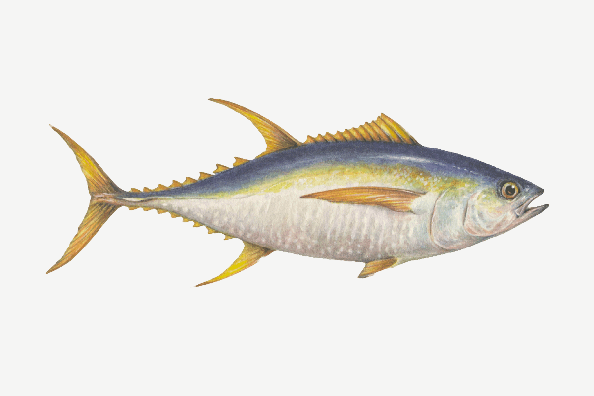 Yellowfin tuna illustration