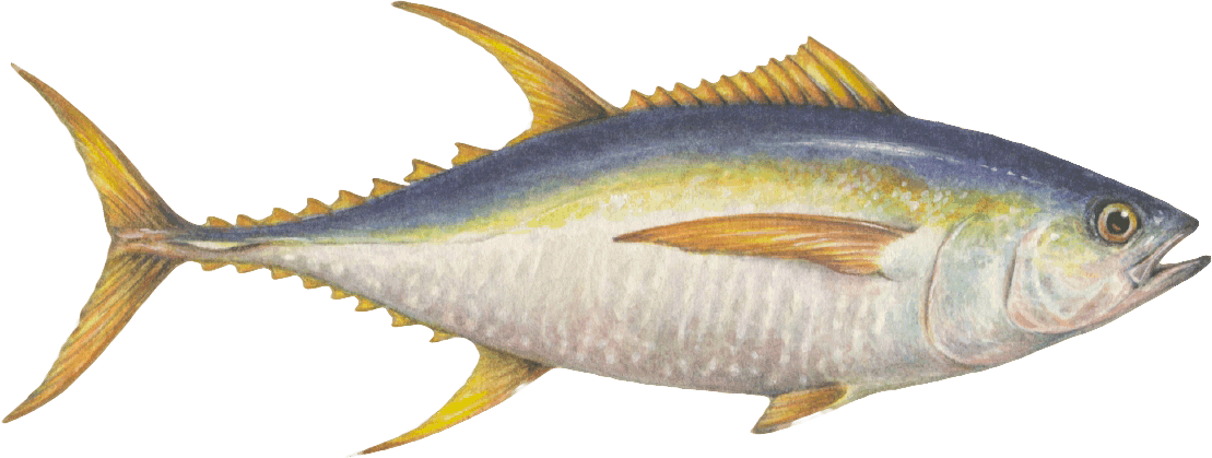 Yellowfin tuna illustration