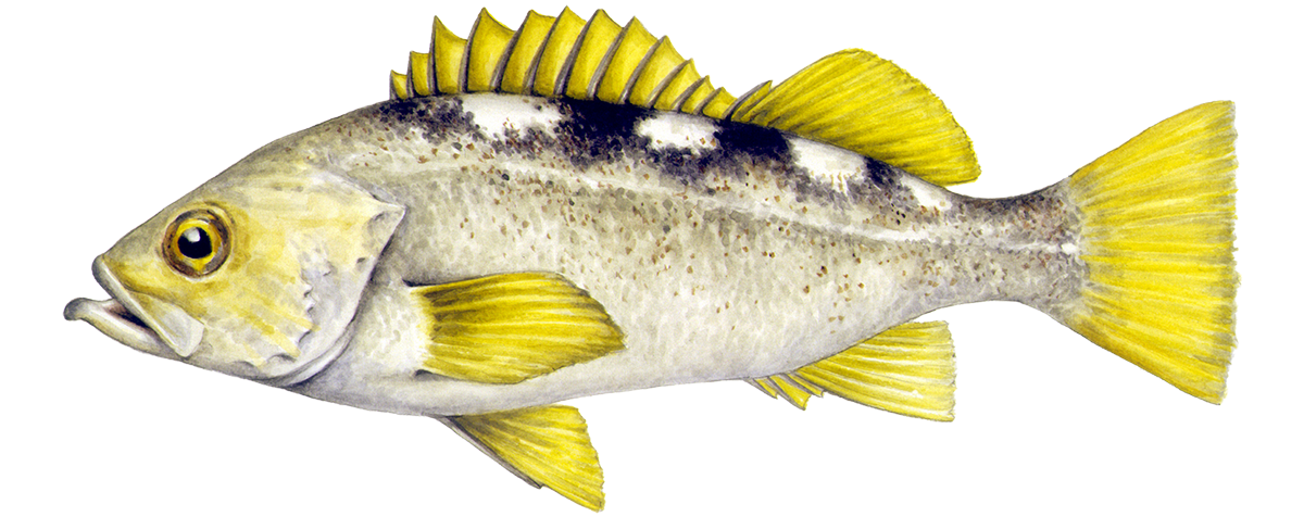 Yellowtail rockfish illustration