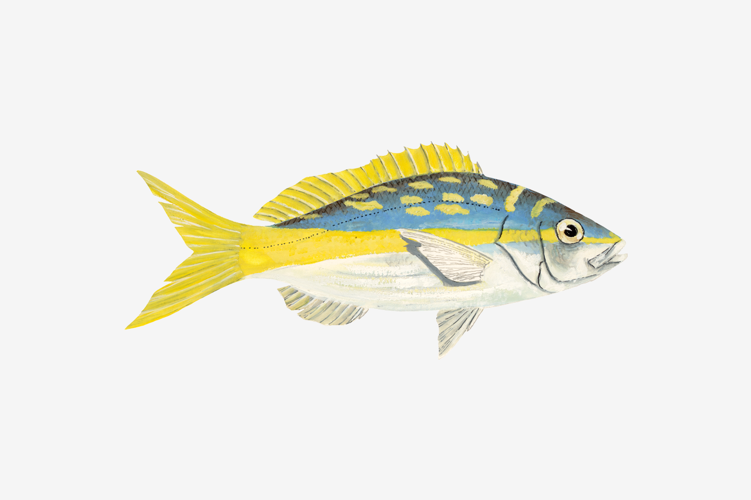 Yellowtail snapper illustration