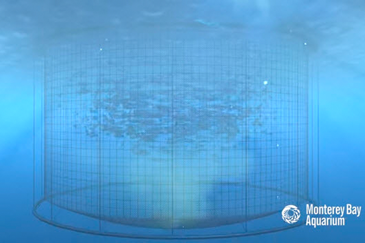 Illustration of a net pen with contained fish in the water.