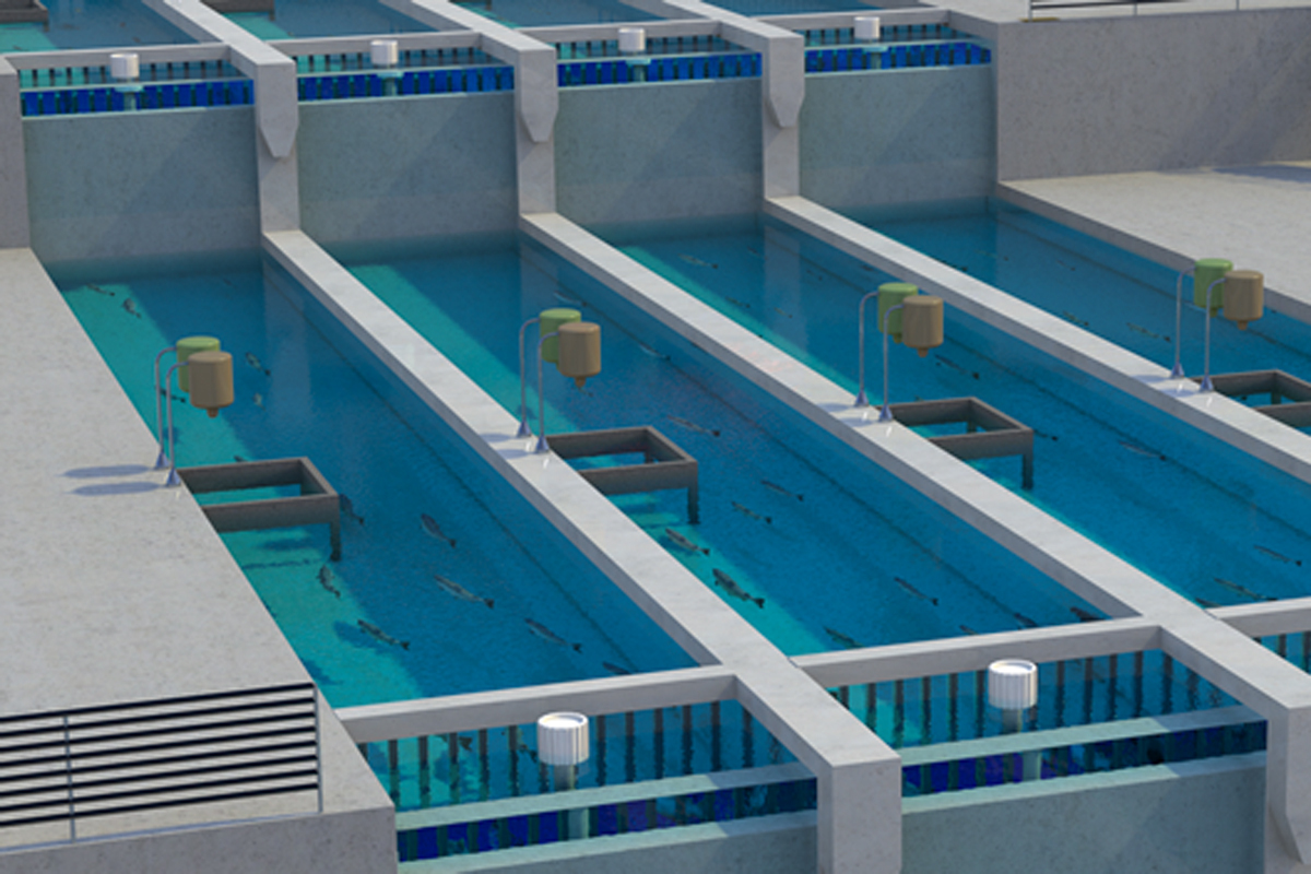 Illustration of raceway aquaculture, with three raceways side-by-side.