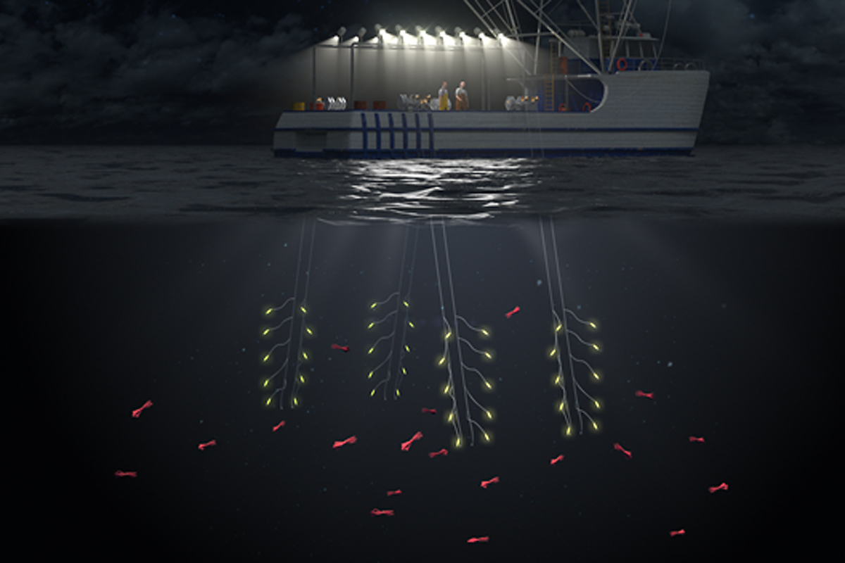 Illustration of a boat using jigs at night, with lights illuminating the boat and the water surface.