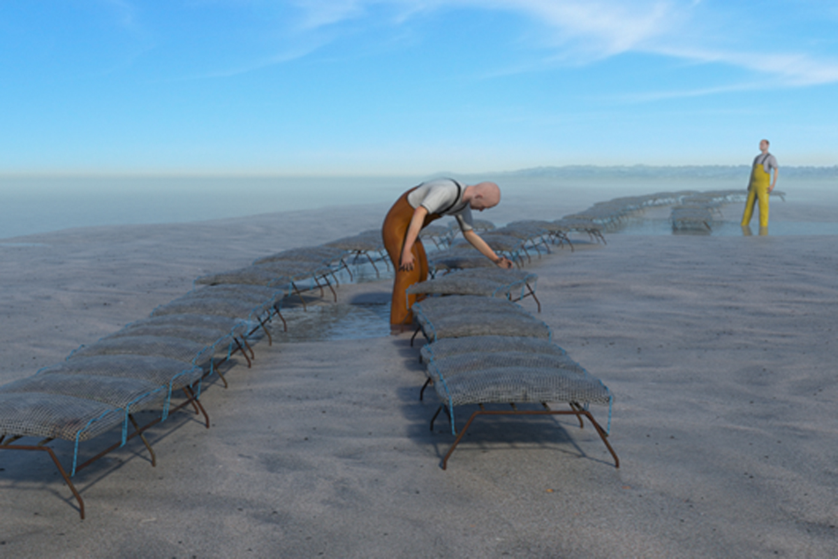 Illustration of a worker tending off-bottom bag culture racks in shallow coastal water.
