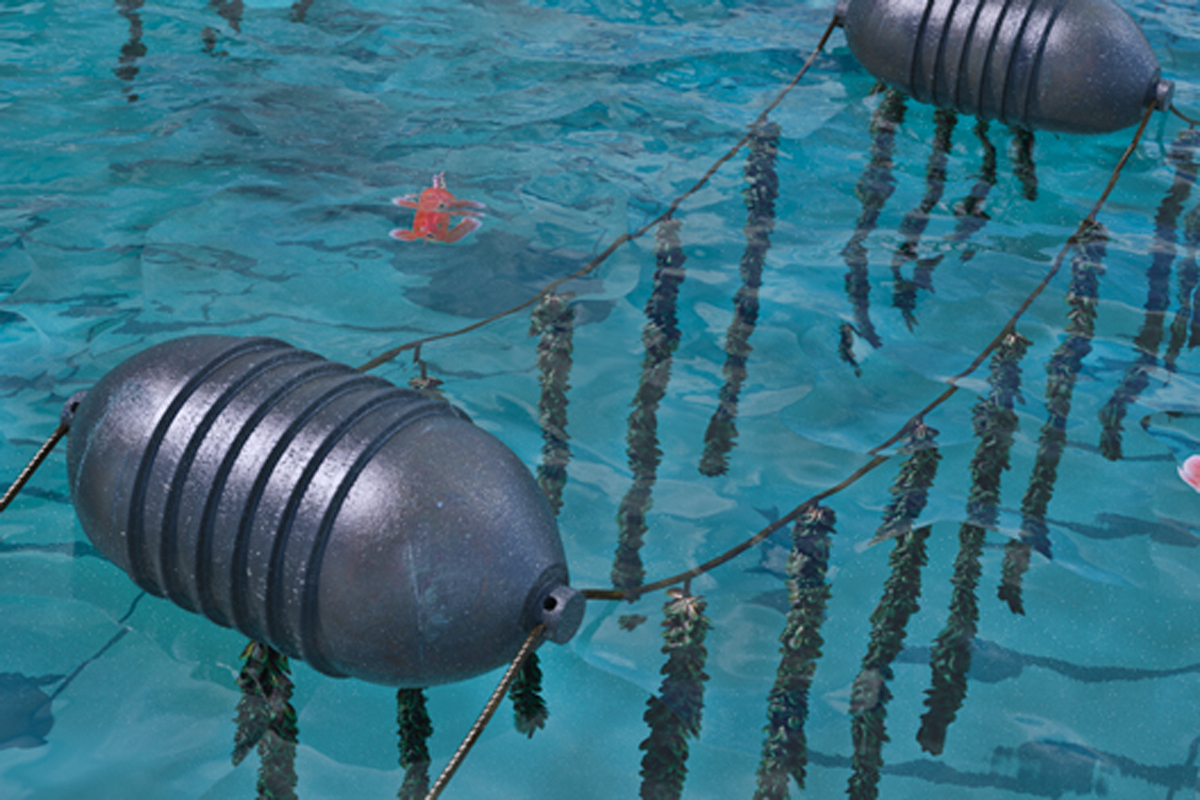 Illustration of floating buoys and lines with shellfish growing in clear blue water.