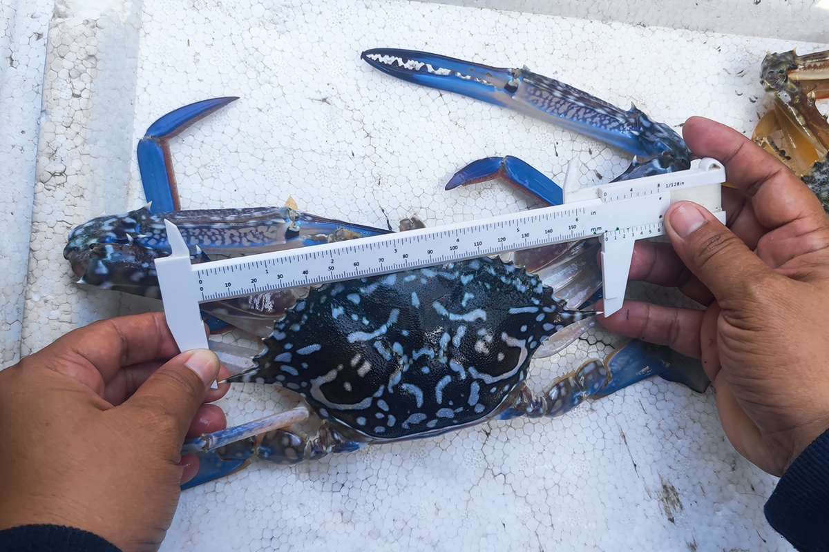 Hands using calipers to measure blue swimming crab shell width