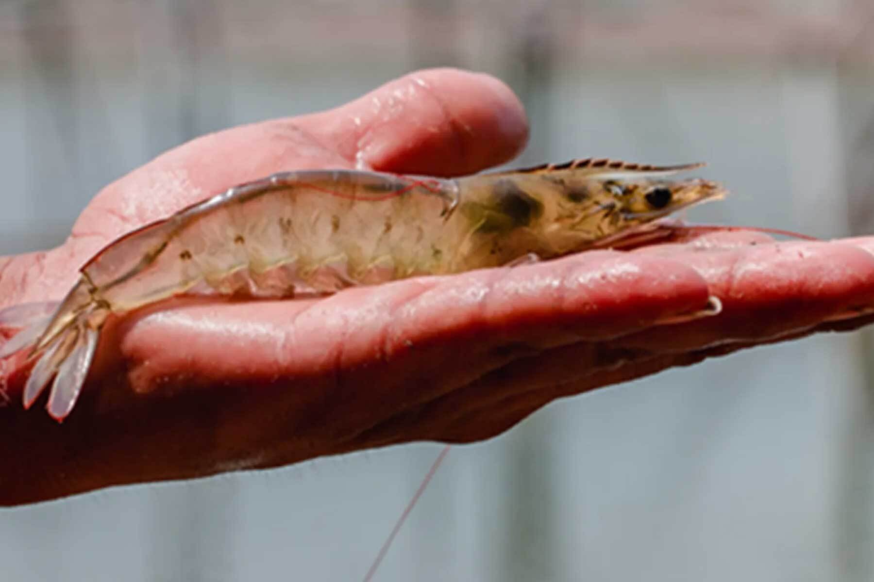 Wet hand holding a single fresh raw shrimp, showing its translucent body and dark markings