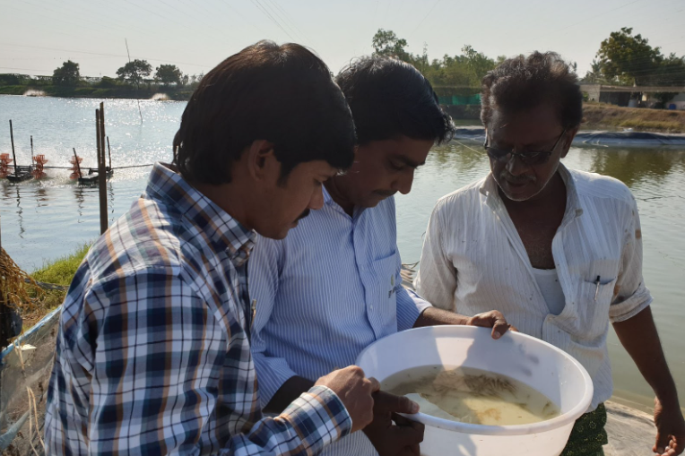 Three men examining shrimp juveniles in a white bucket at the edge of an aquaculture pond, with aerators and green netting visible in the background