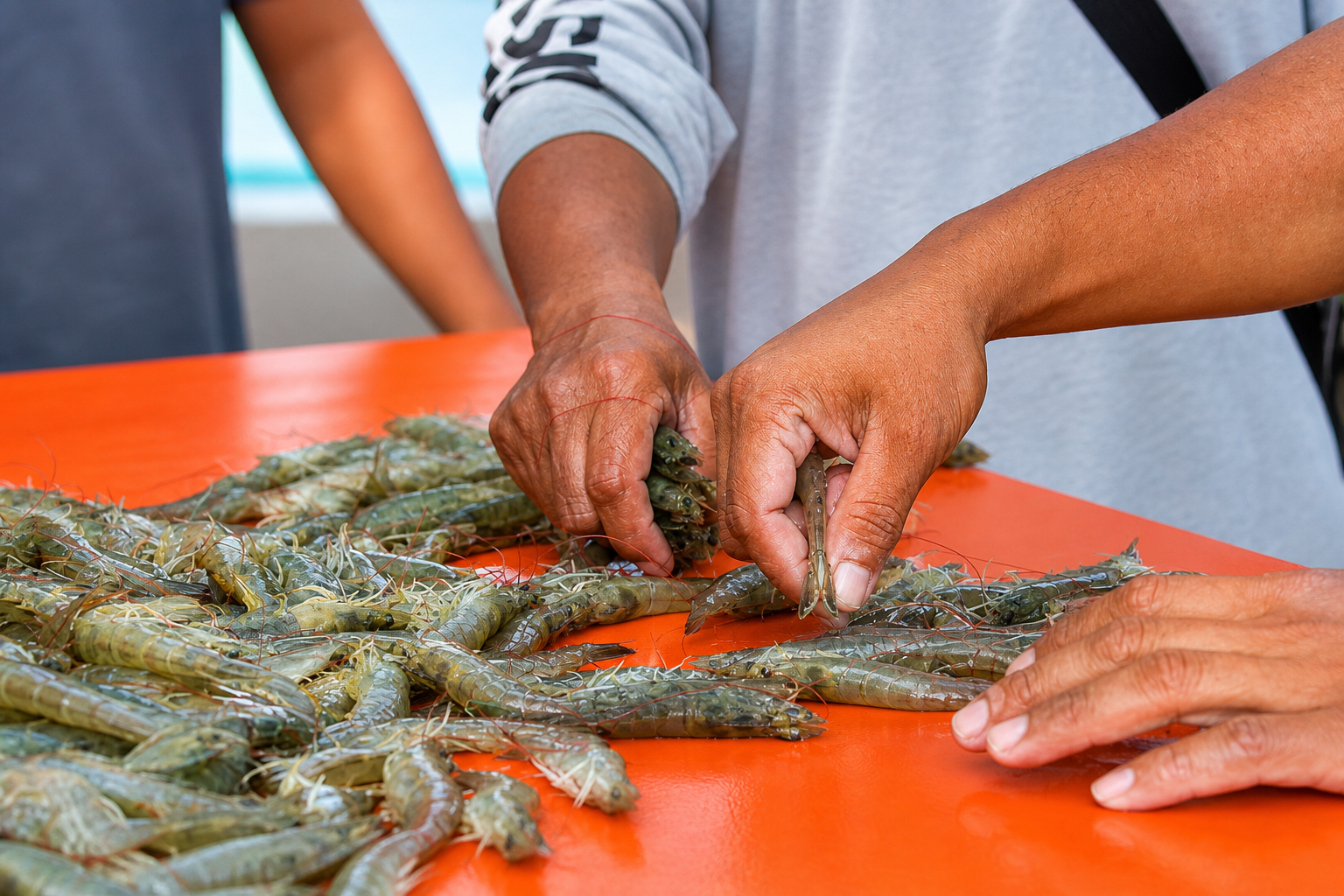 Hands sorting and inspecting fresh raw shrimp spread out on an orange surface at a seafood processing table