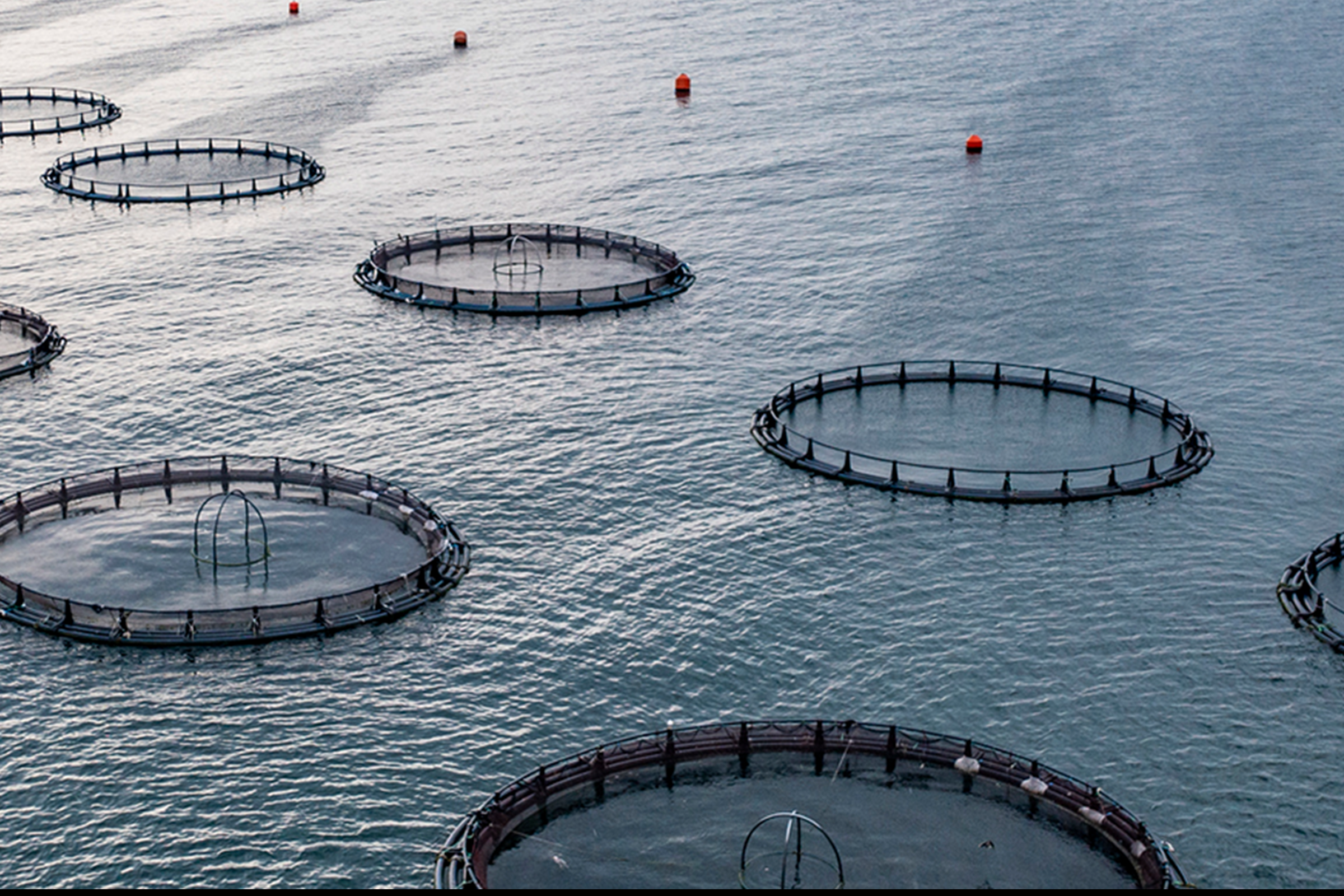 Aerial view of circular fish farm cages floating in open ocean under an overcast sky, with red buoy markers visible in the distance