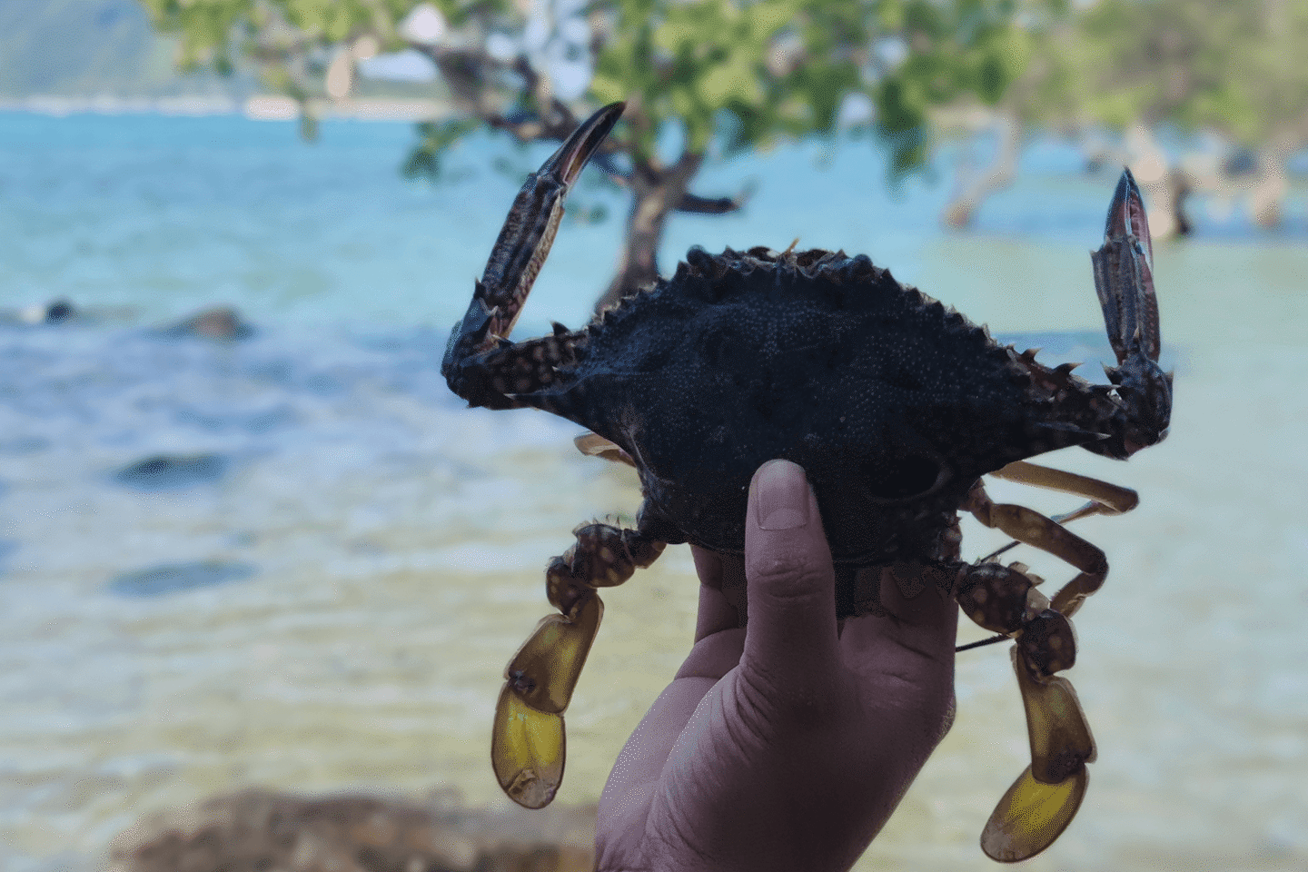 Hand holding blue swimming crab at a beach in the Philippines
