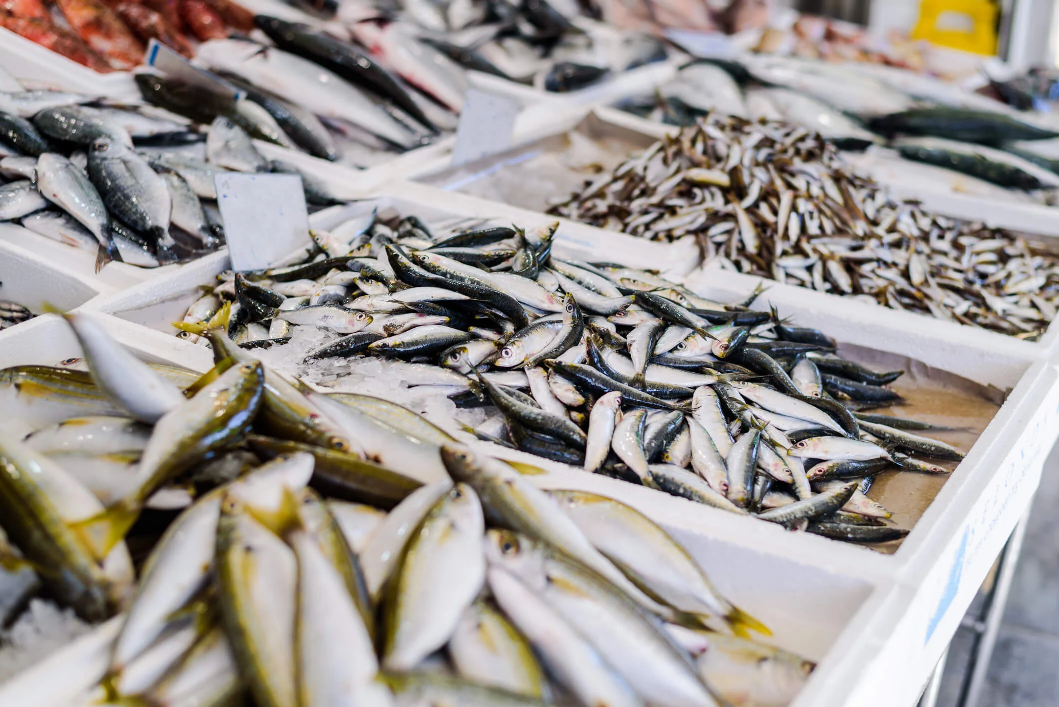 Assorted fresh fish including anchovies and mackerel displayed in white trays at an outdoor seafood market