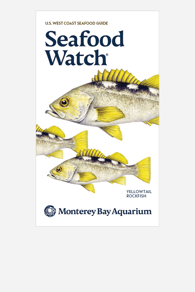 Cover of the U.S. West Coast Seafood Guide with three illustrated yellowtail rockfish and the Monterey Bay Aquarium logo