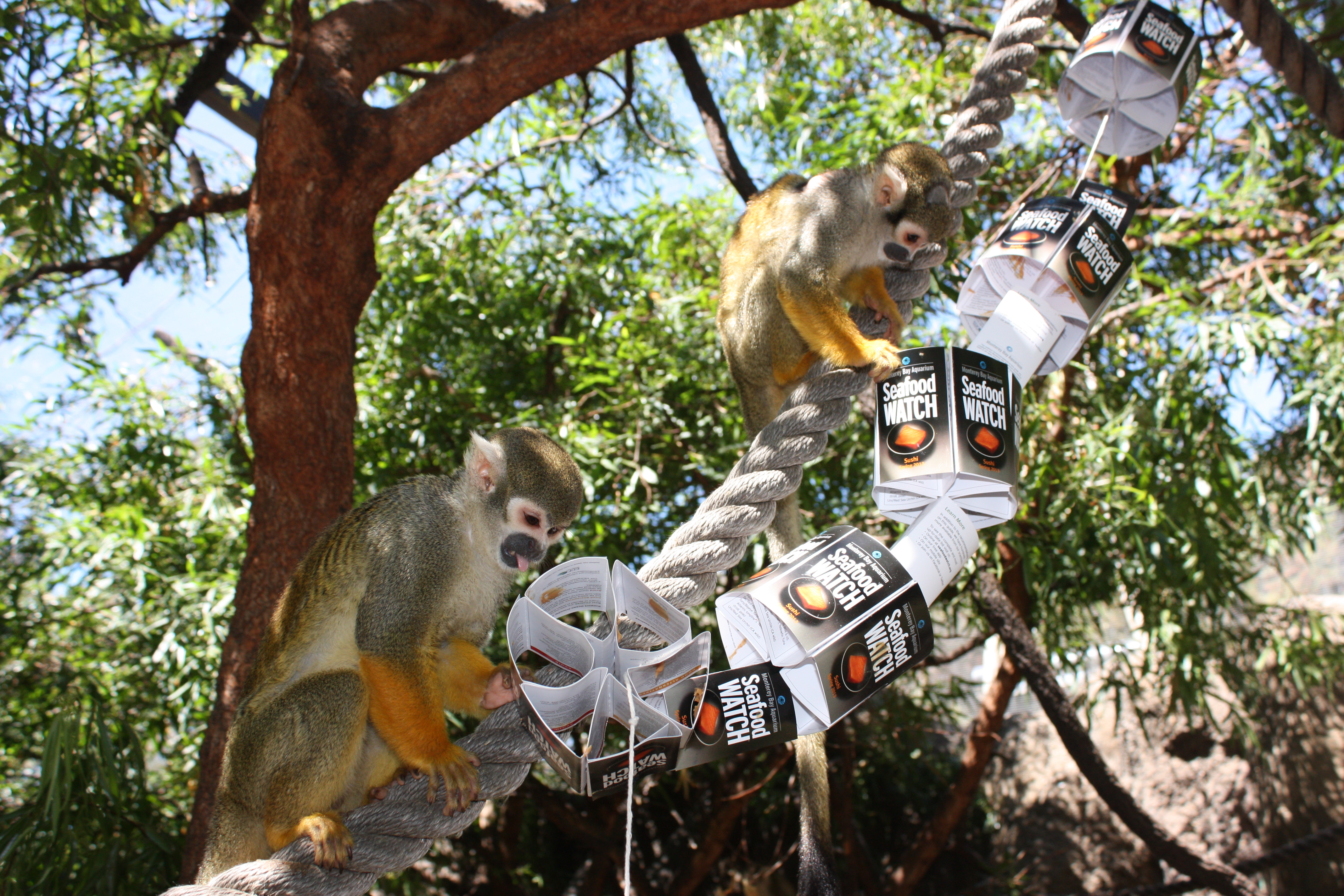 Squirrel monkeys climbing a rope with an enrichment toy made of Seafood Watch guides in a tree at Oakland Zoo