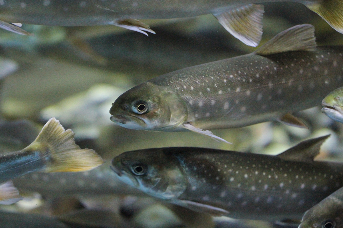 Close-up of several Arctic char swimming to the left.