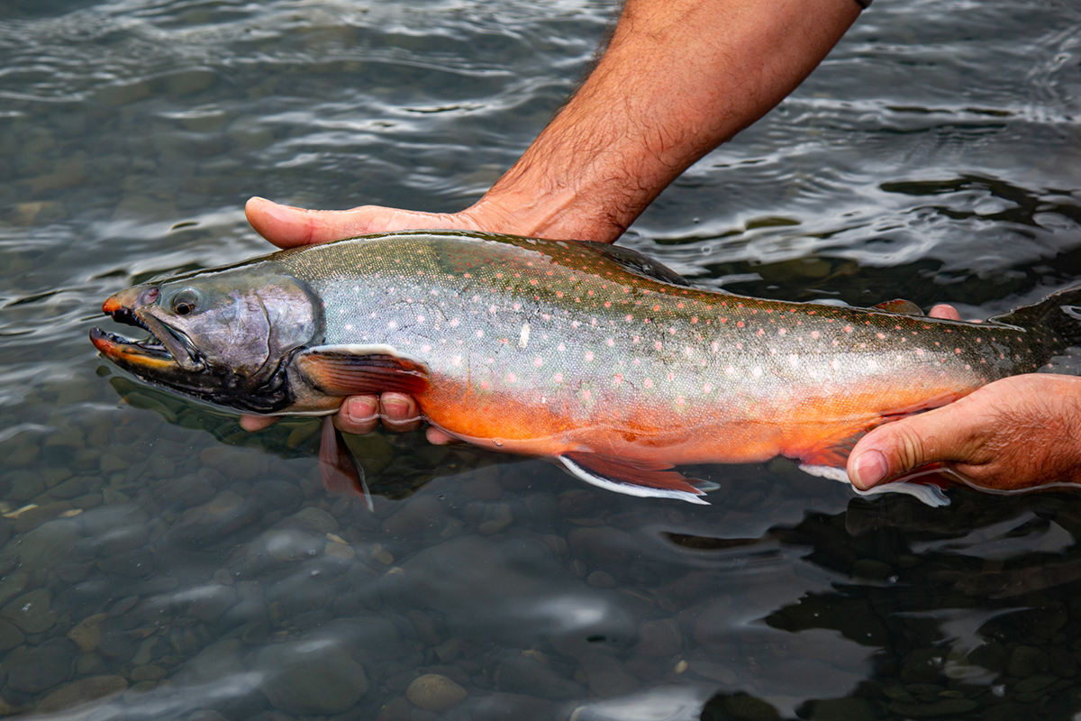 Hands hold an Arctic char over the water.