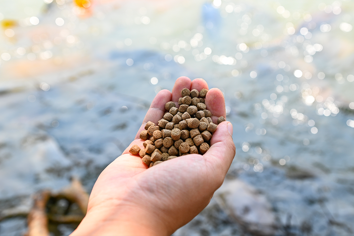 A hand holding catfish feed with water in the background