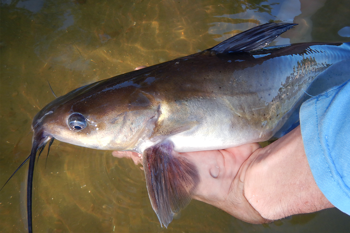 A hand holds a catfish over water