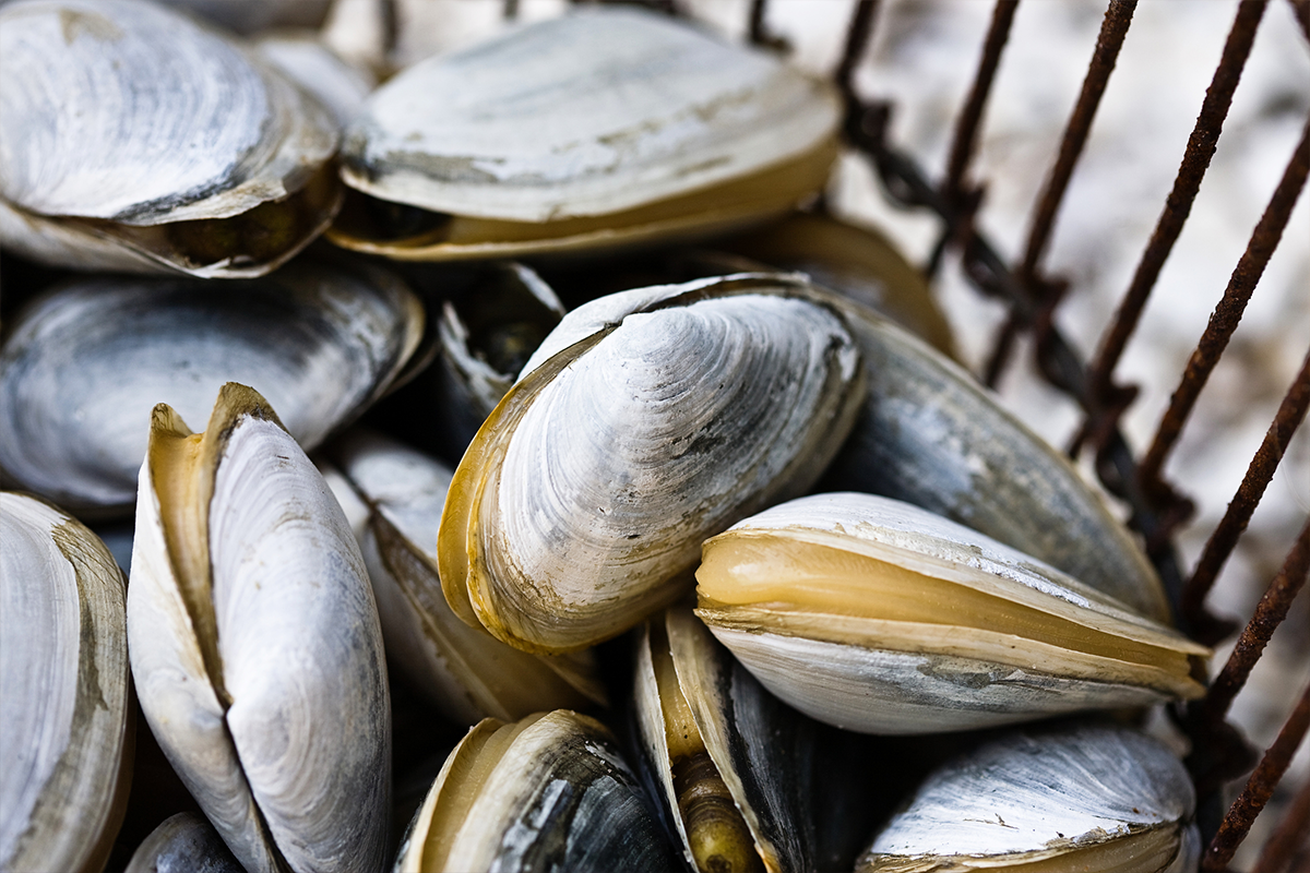 Close-up of clams with some partially open in a metal basket
