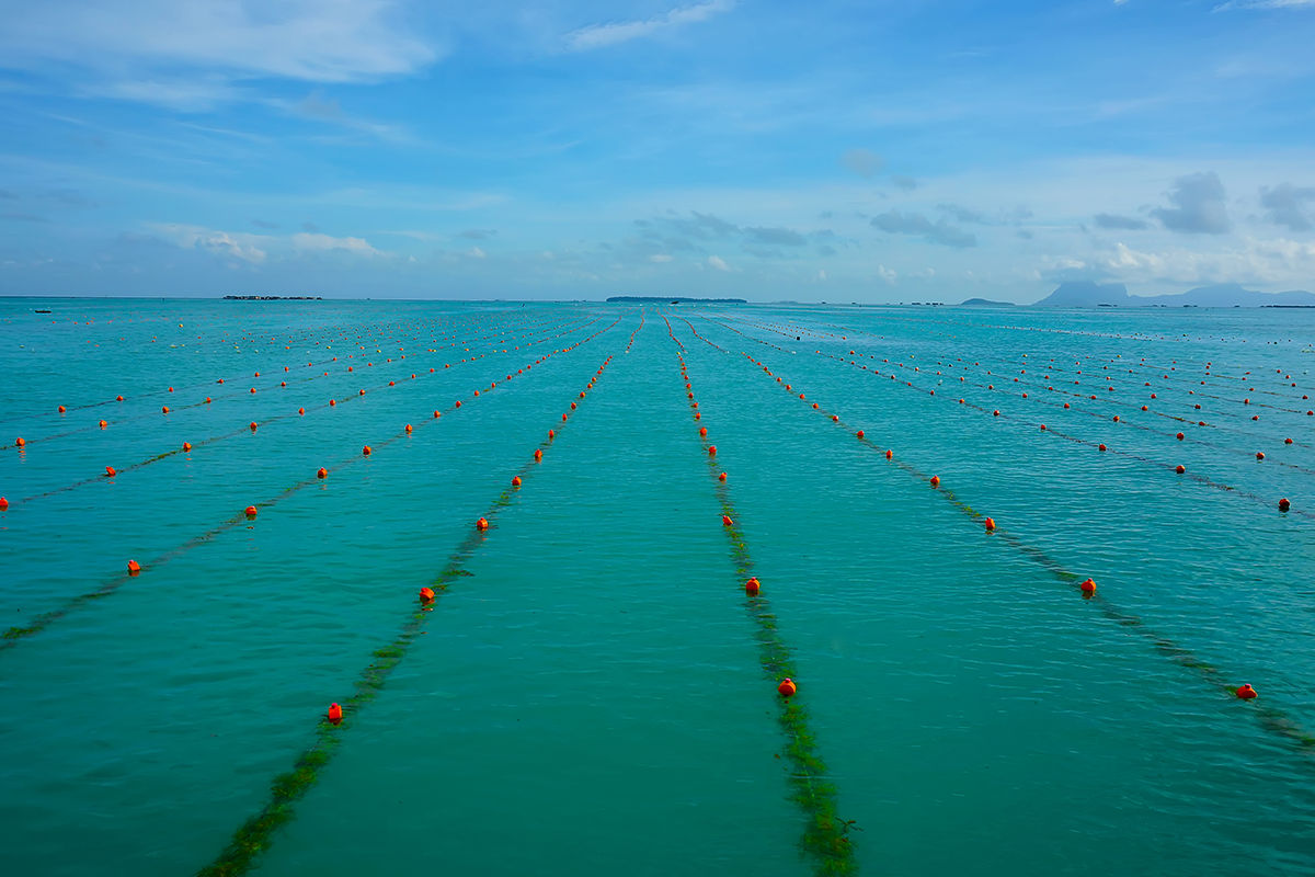 A view of a seaweed farm in a vibrant blue-green ocean water