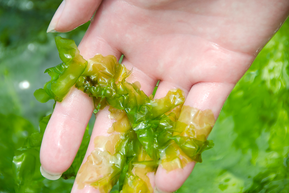 A hand holds a piece of seaweed in the foreground with more seaweed in the background