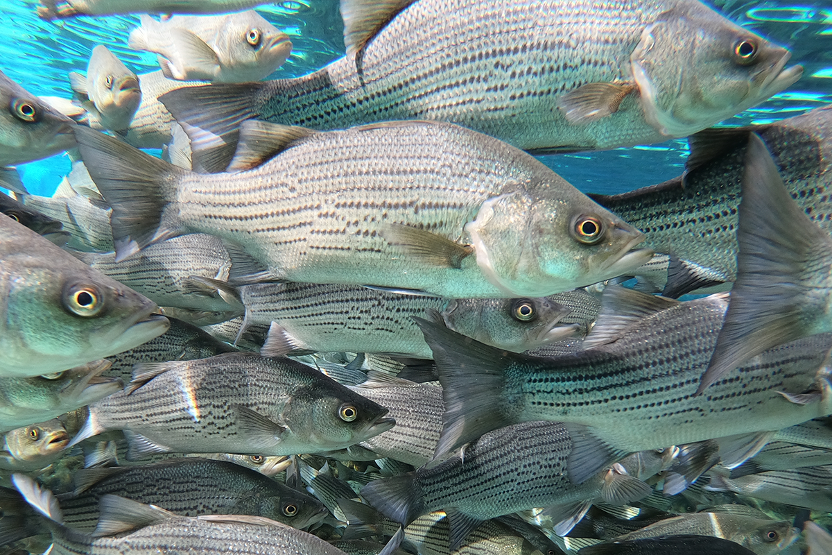 School of striped bass swimming underwater