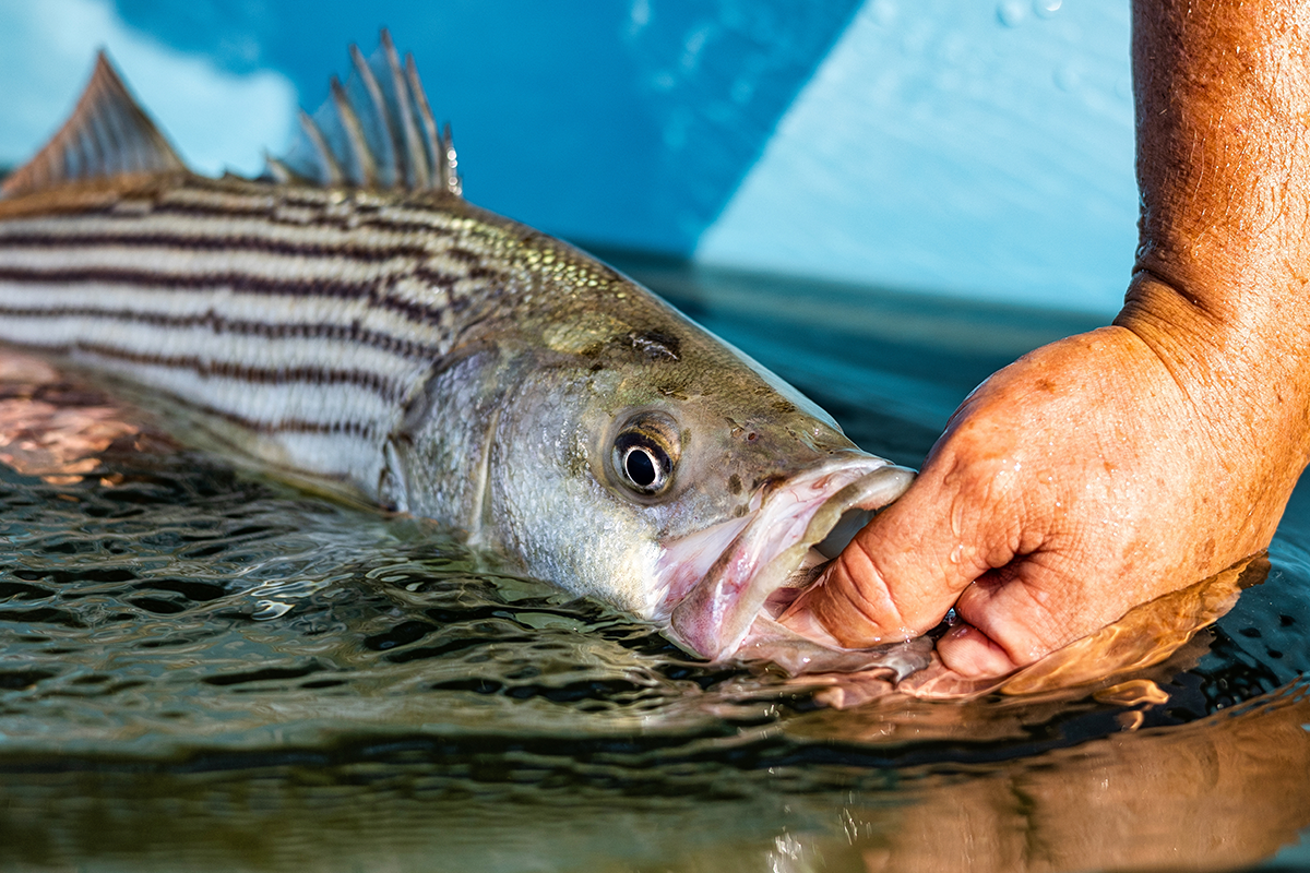 A person holds a striped bass at the mouth and along the underside of the body, with the fish partially submerged in water