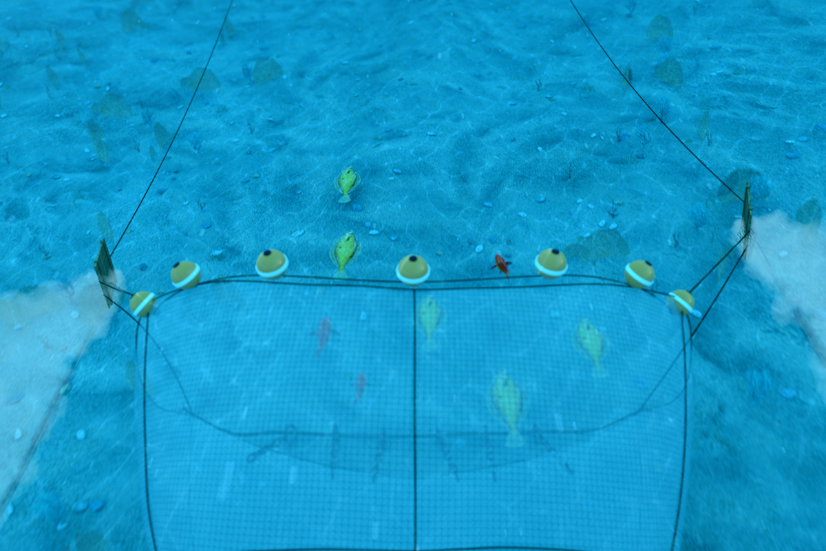 Underwater illustration of a bottom trawl net dragged along the seafloor.