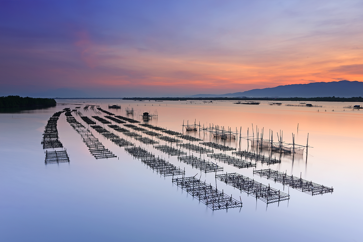 A view of an oyster farm in the ocean at sunset.