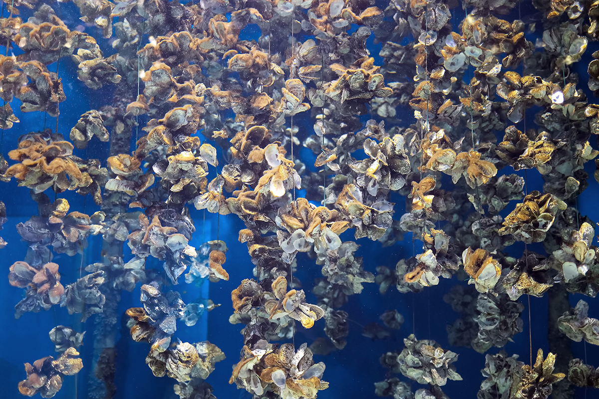 Clusters of oysters growing on suspended lines underwater