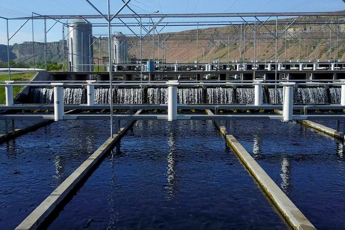 Outdoor aquaculture tanks with flowing water at a rainbow trout farm. (Images courtesy of Riverence)
