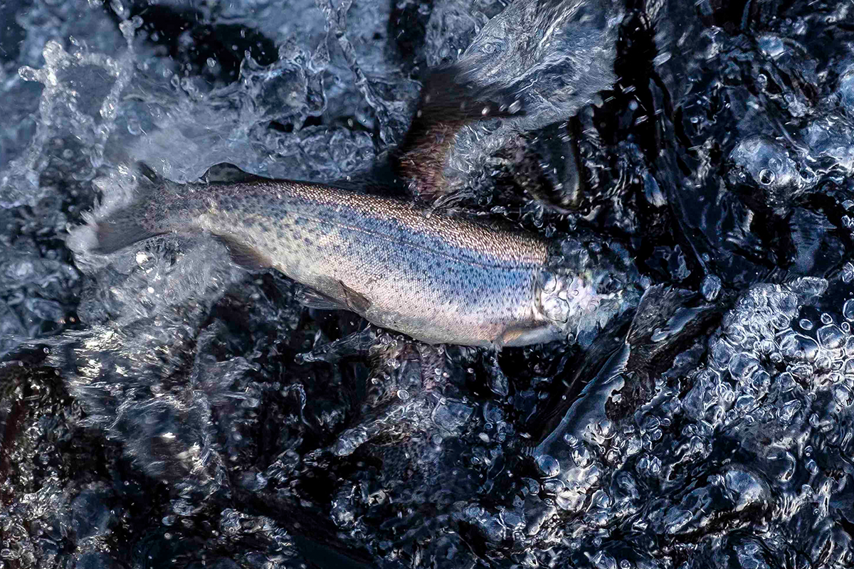 Rainbow trout over rocks in shallow, fast-moving water.