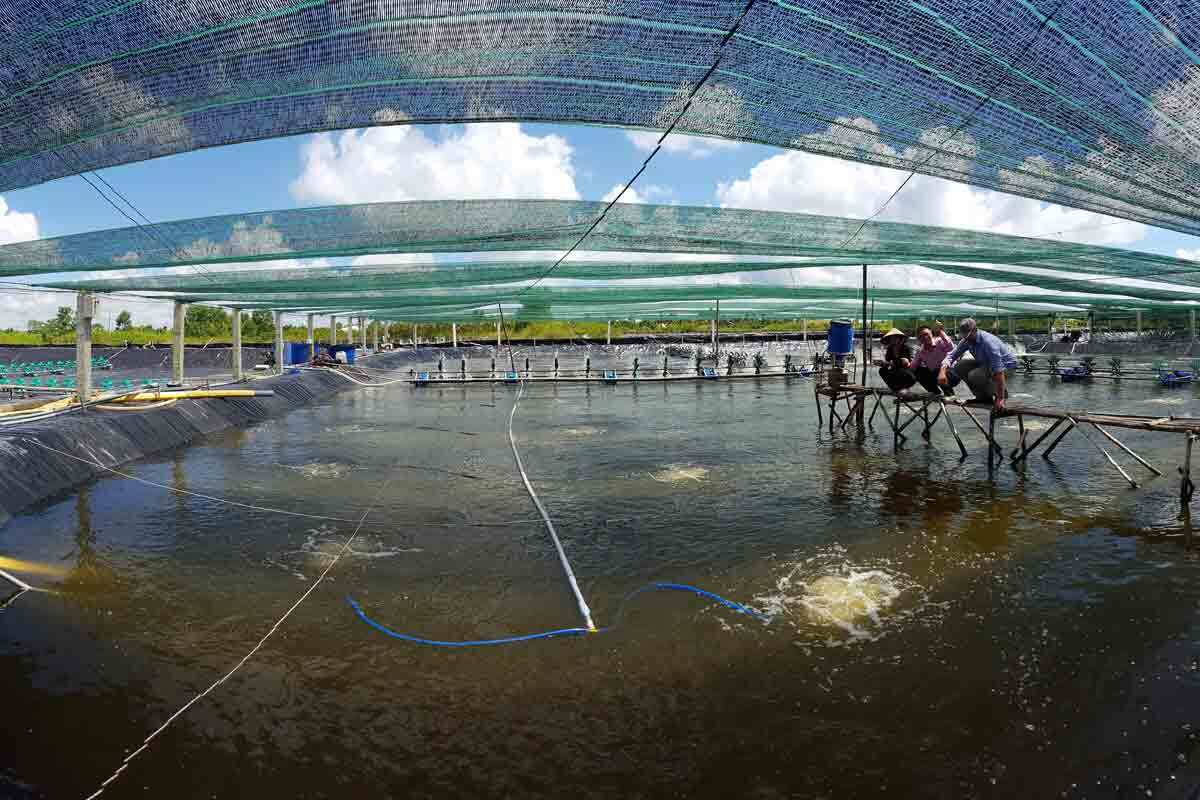 Workers sit on a platform over an aerated aquaculture pond covered by shade netting at a shrimp farm