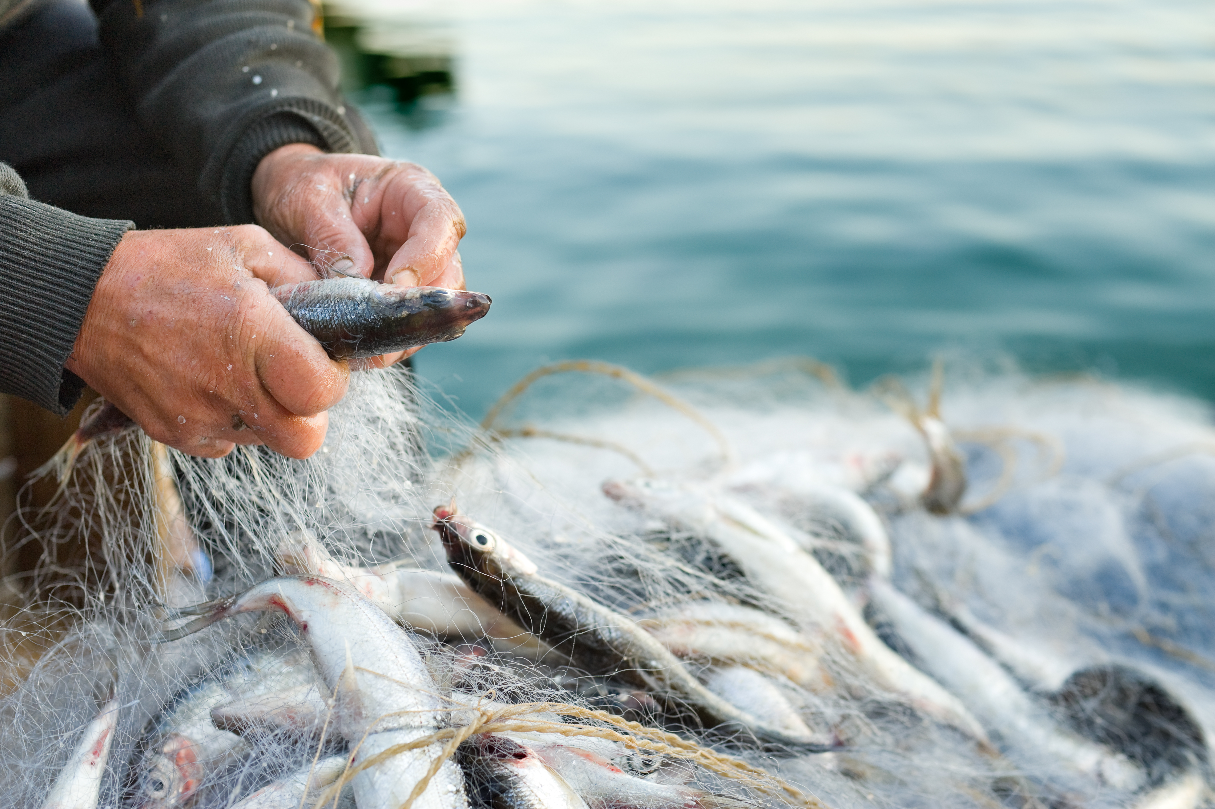 In the foreground, hands hold a fish, with more fish entangled in netting and water in the background. (iStock 152182249)