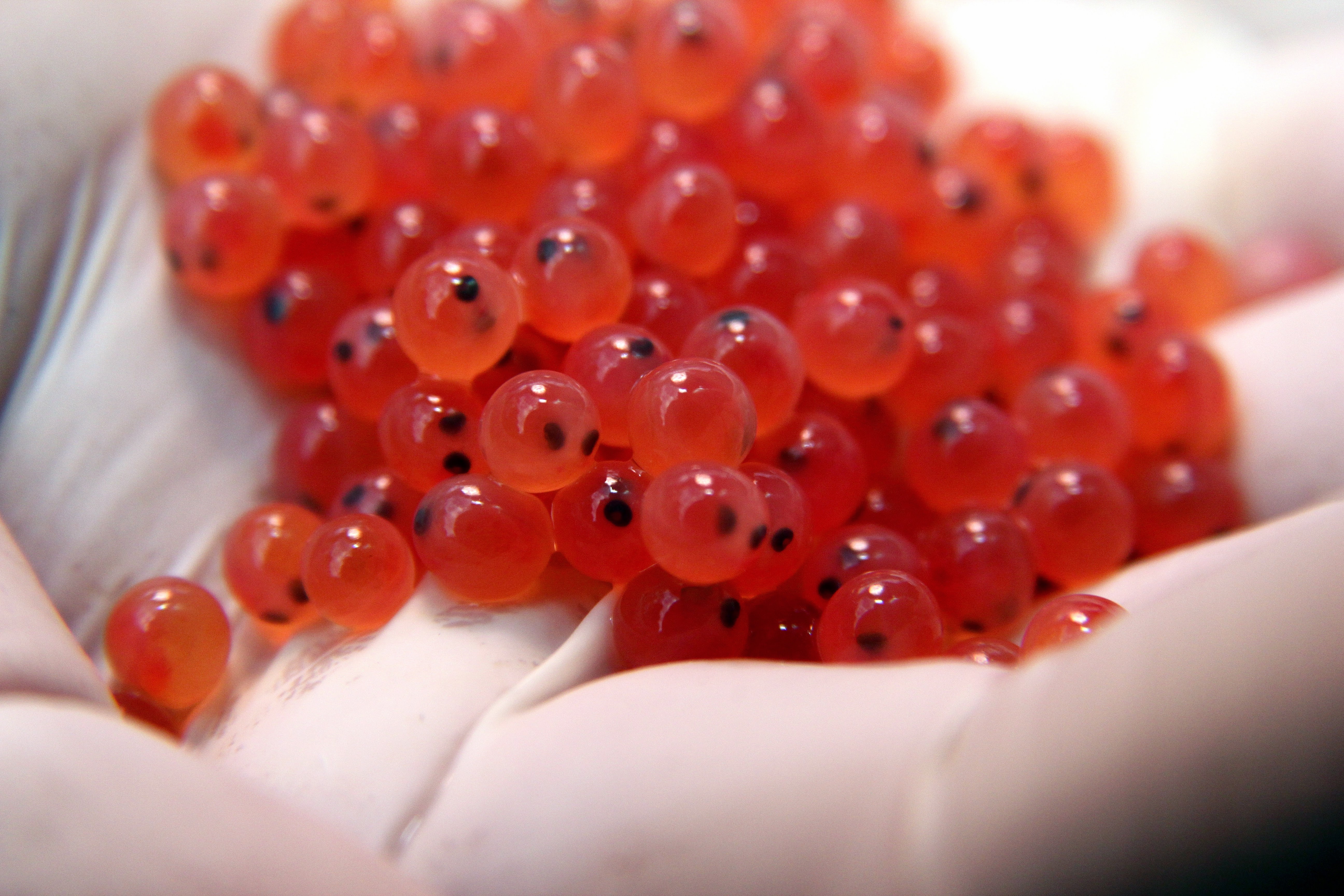 A hand holding a pile of eye eggs from Atlantic salmon