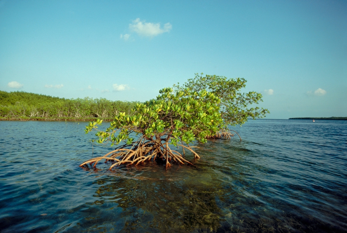 Young mangrove tree with exposed roots stands in shallow Caribbean water under a blue sky