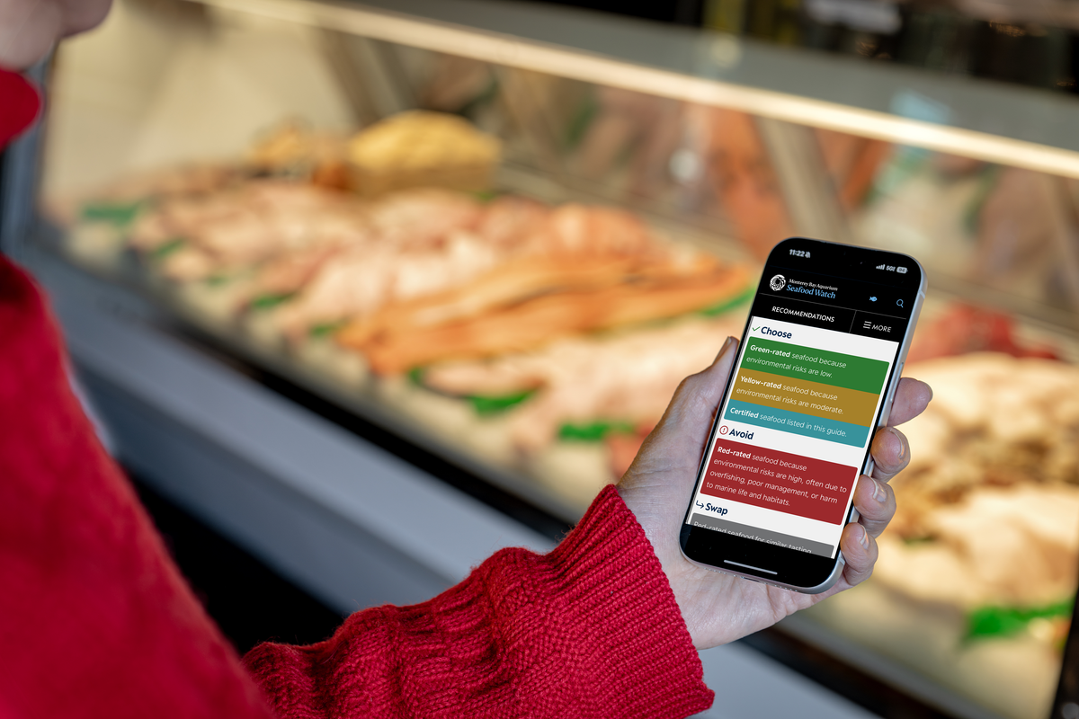 A hand holds a phone showing the Seafood Watch color-coded recommendations guide in front of a seafood counter