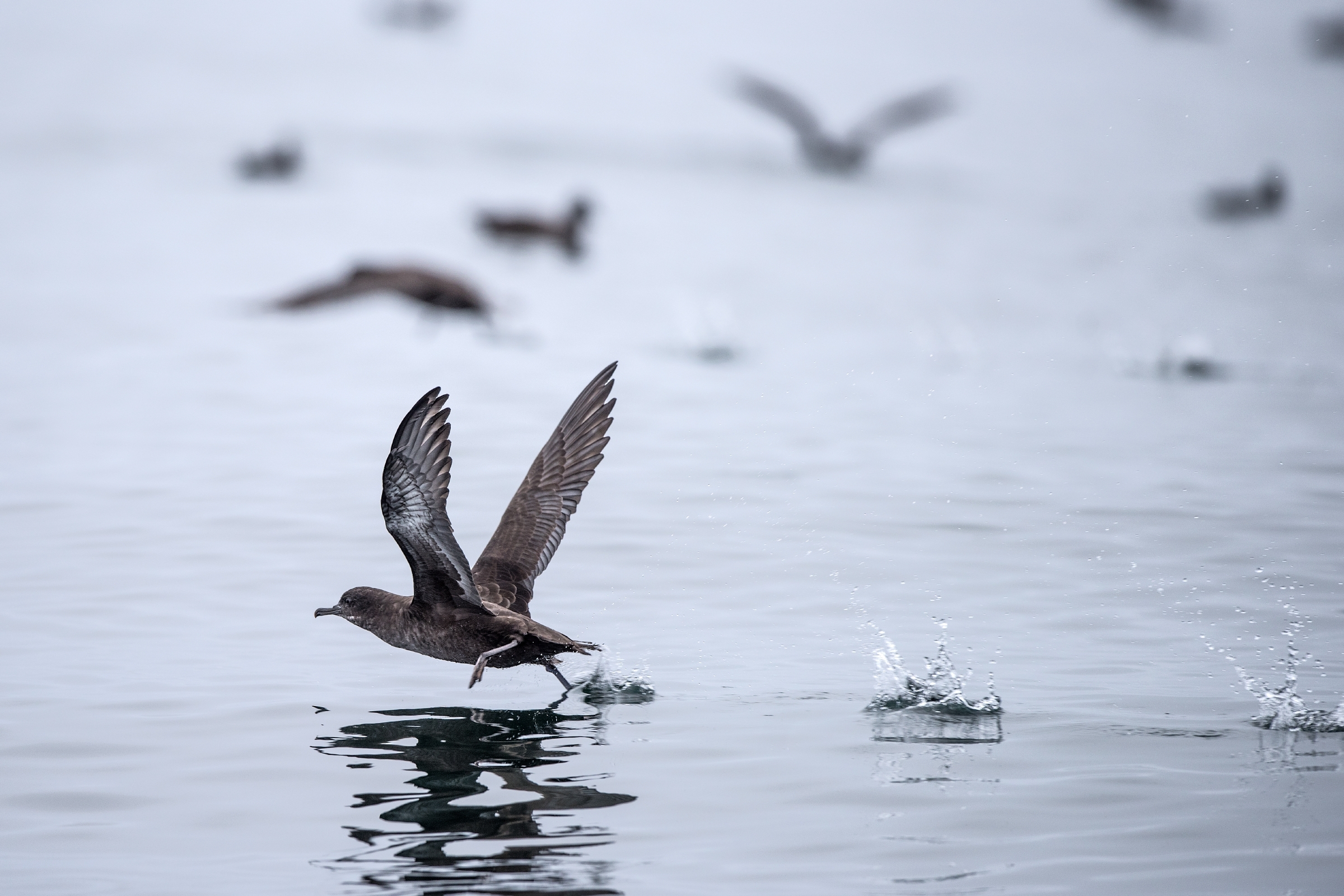 Sooty shearwater taking off from the ocean surface, wings outstretched, with other seabirds in the background. © Monterey Bay Aquarium