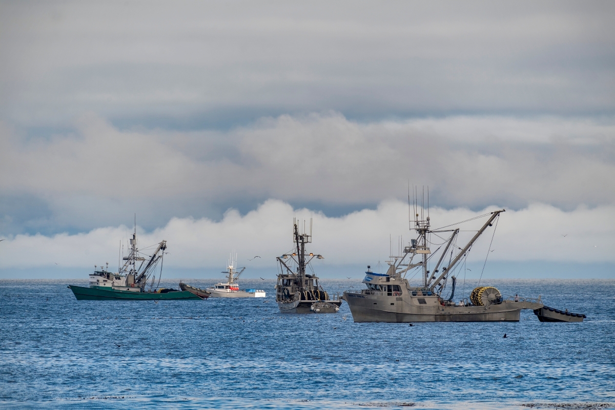 Several commercial fishing vessels with rigging and nets anchored in Monterey Bay under a cloudy sky
