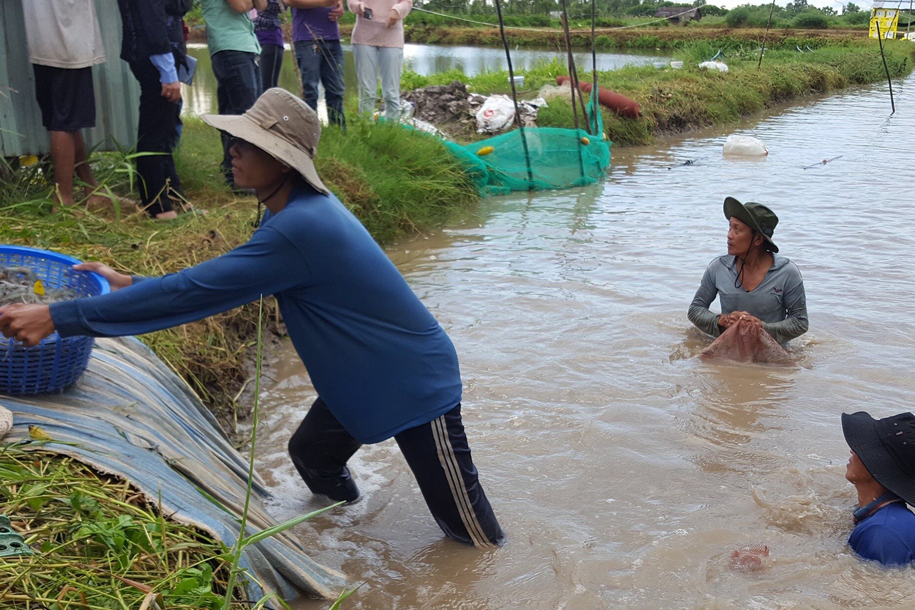 Vietnamese shrimp farmers wade chest-deep in a muddy aquaculture pond during harvest while others watch from shore
