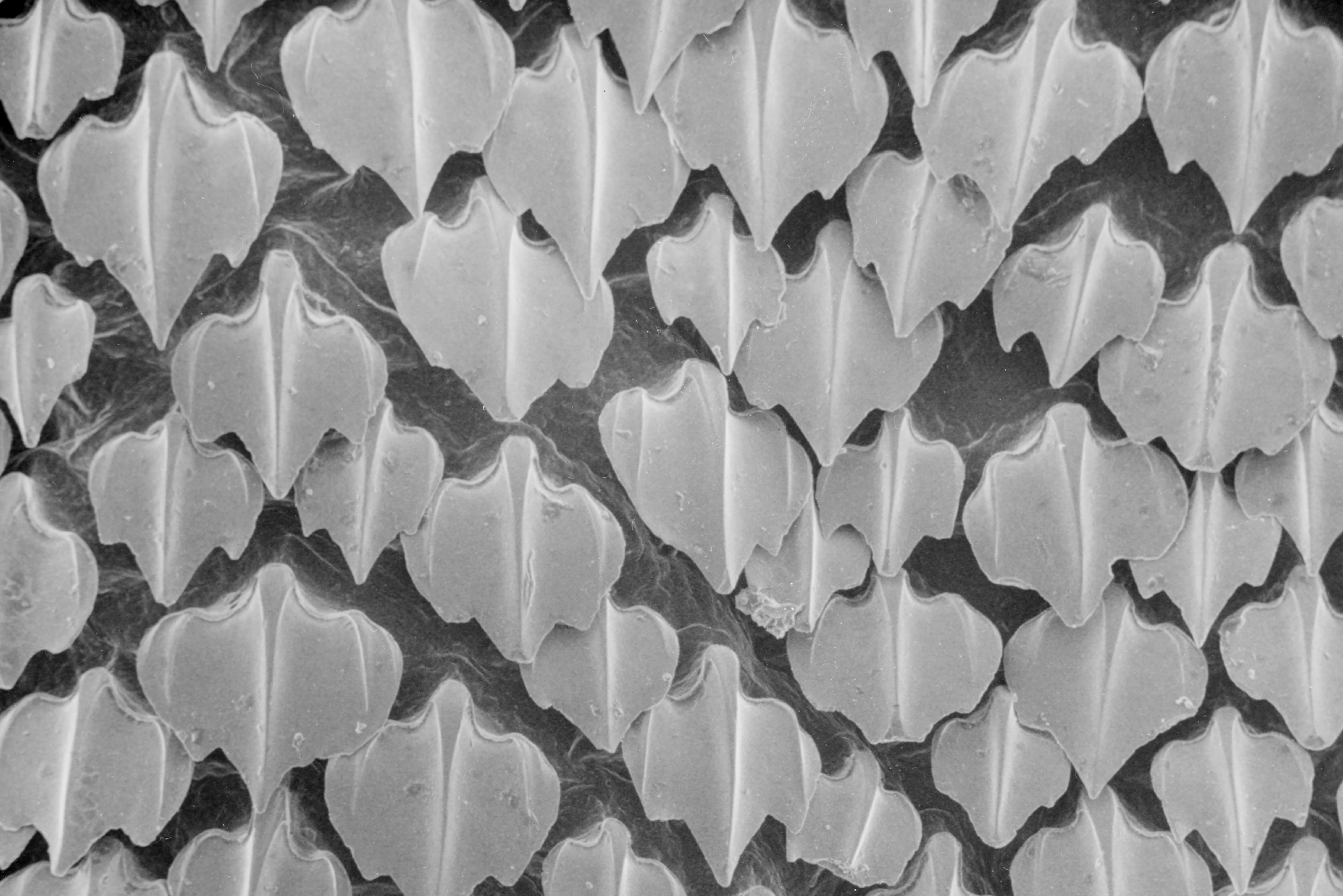 Close-up scanning electron microscope view of shark dermal denticles revealing their ridged interlocking structure