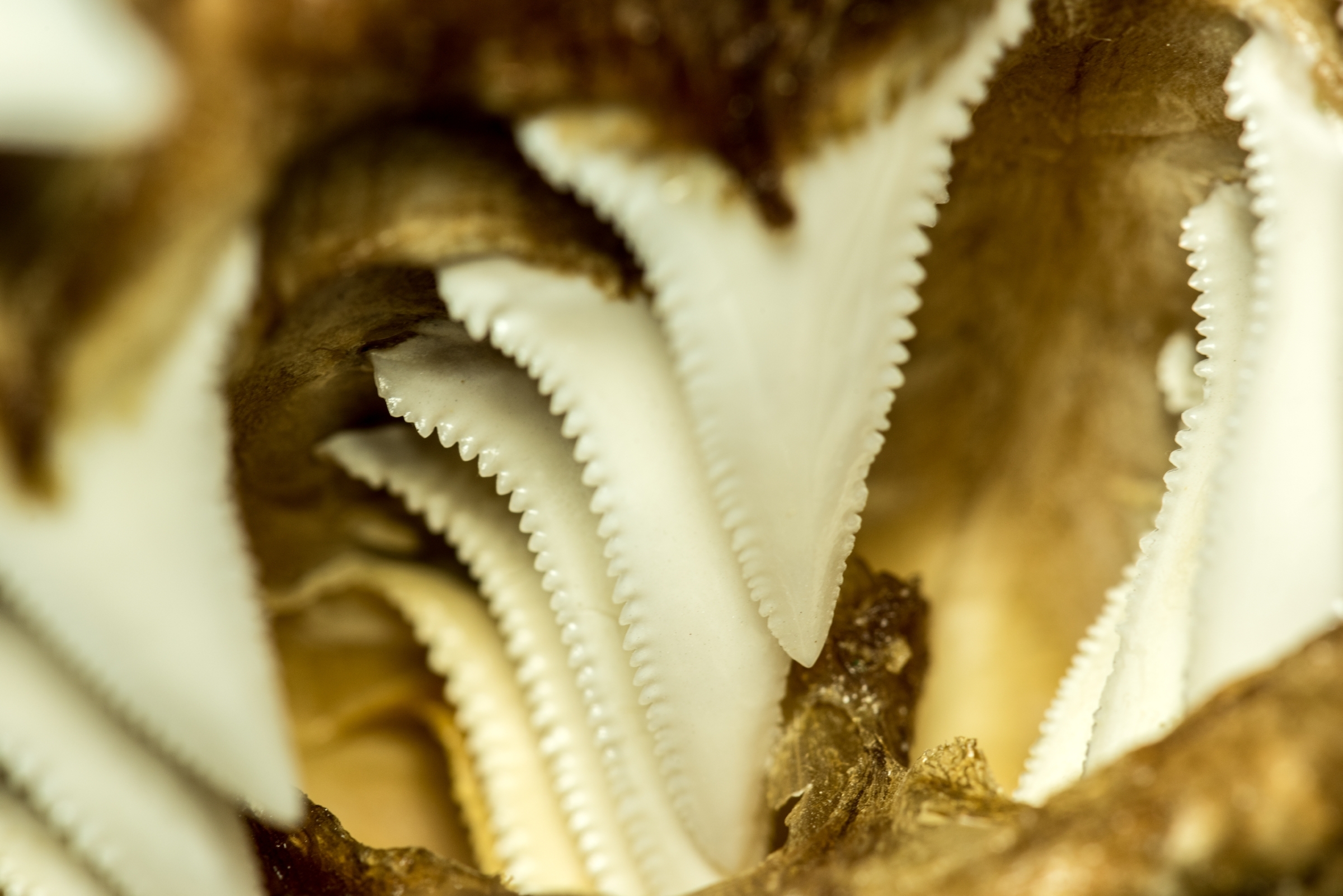 Macro photo of multiple serrated white shark teeth in rows showing their jagged cutting edges