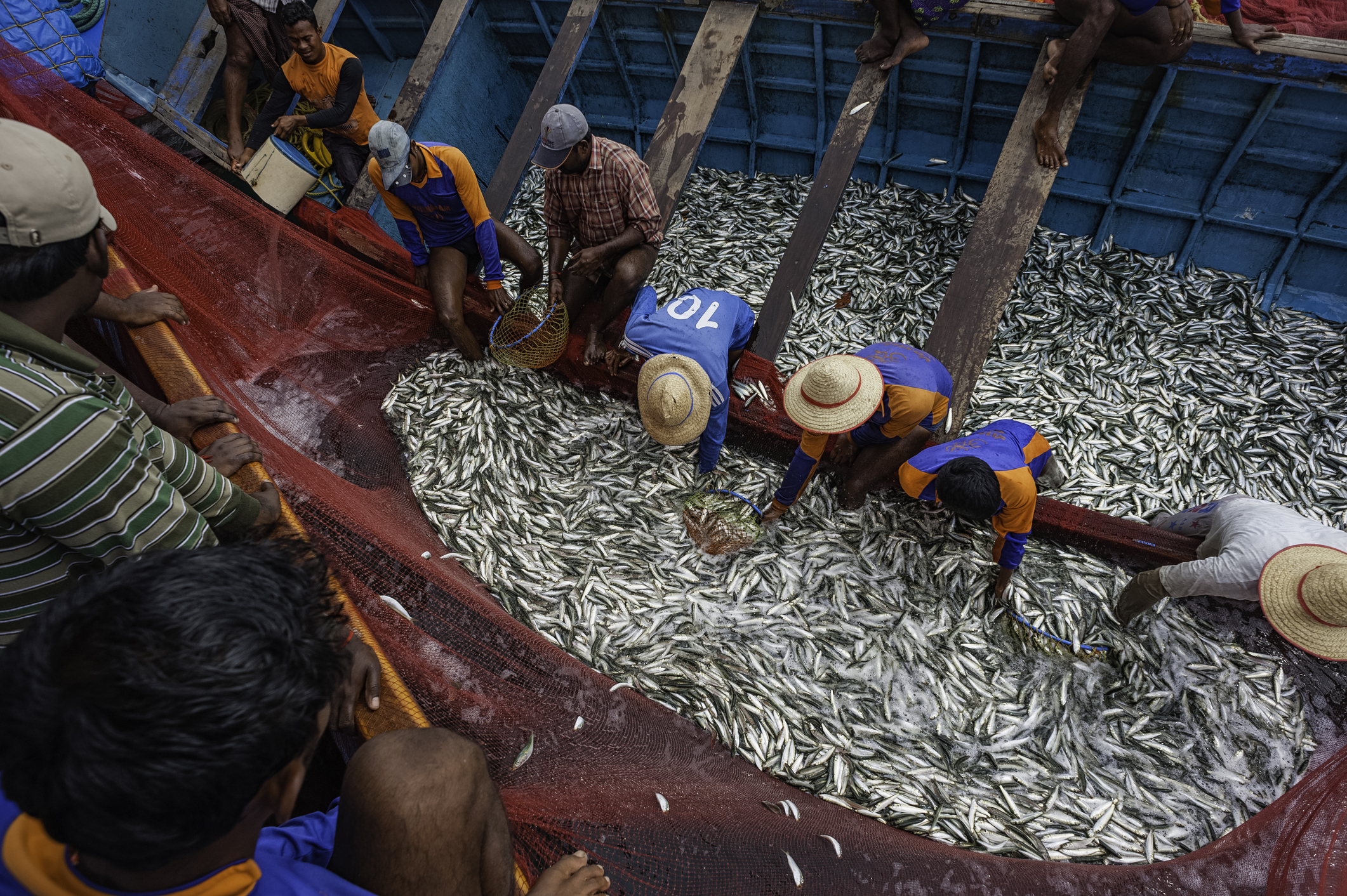 Fishermen pull in a catch of sardine, Kannur, Kerala, India