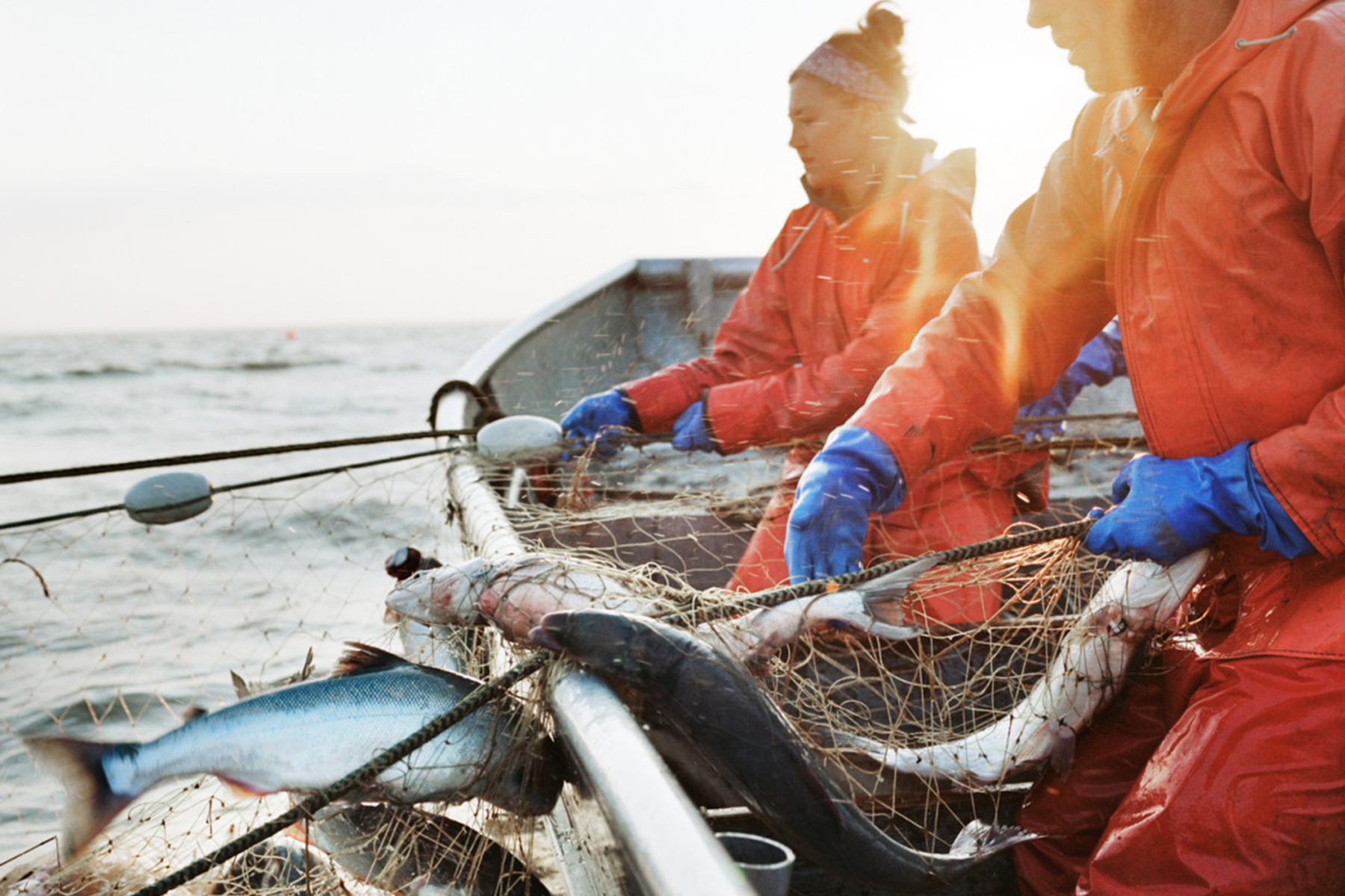 Commercial fishermen in orange rain gear and blue gloves hauling a net full of fresh catch onto a fishing boat at sea