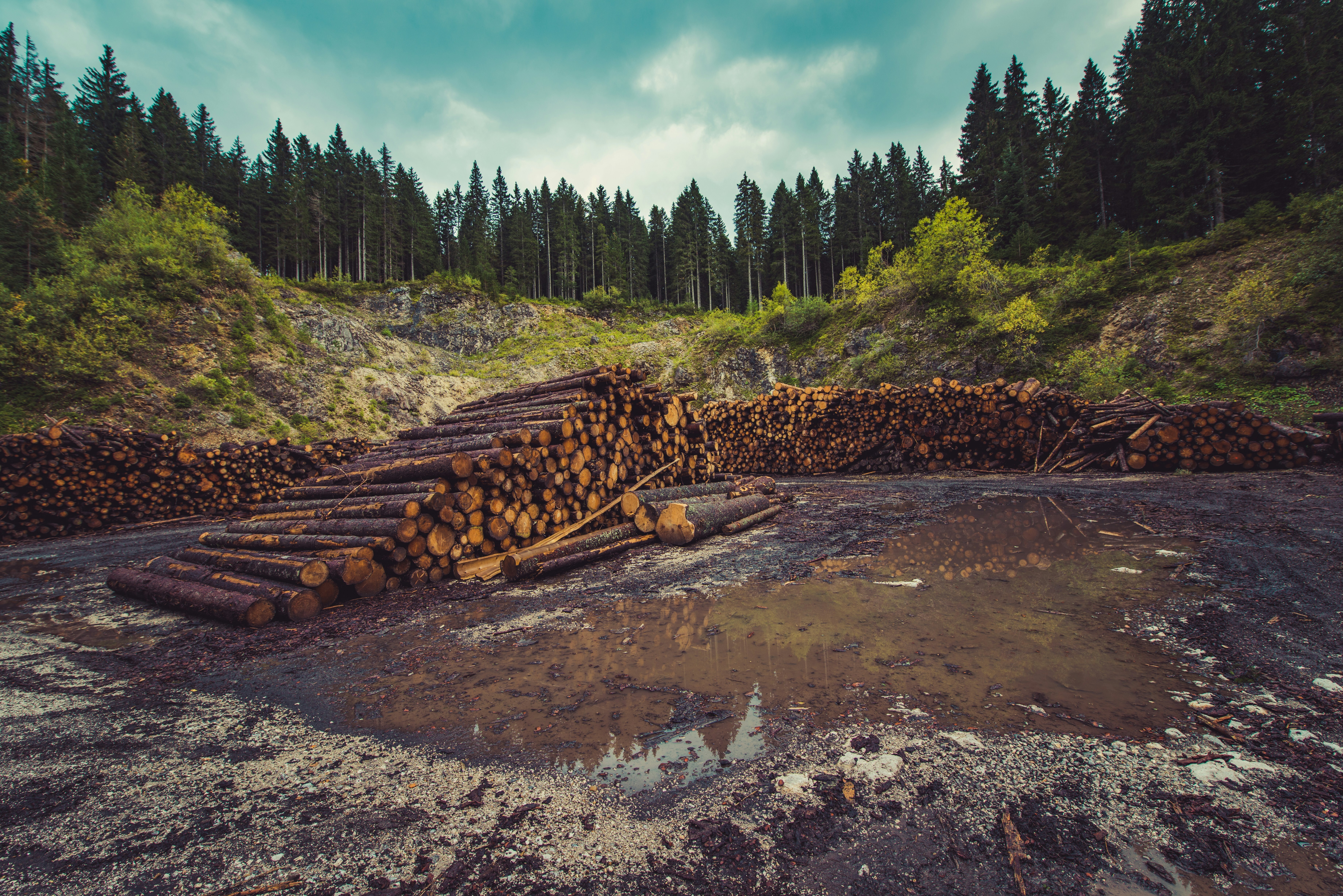 Large stacks of cut logs piled at a logging site surrounded by dense evergreen forest under a cloudy sky