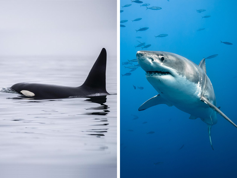 Composite of an orca on the left and white shark on the right