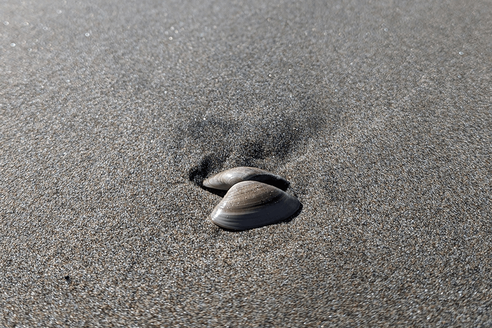 A bivalve shell rests open and upside-down on the sand as waves crash in the distance behind