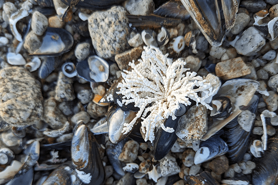 The white, segmented, flower-like remains of coralline algae rest upon a pile of mussel shells and rocks on a beach